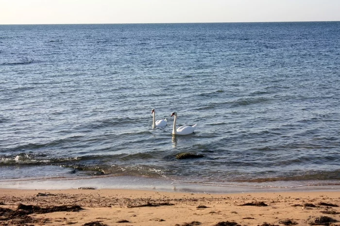 Cape Tarkhankut - My, Crimea, Tarkhankut, Tourism, The photo, Longpost, Swans, Black Sea