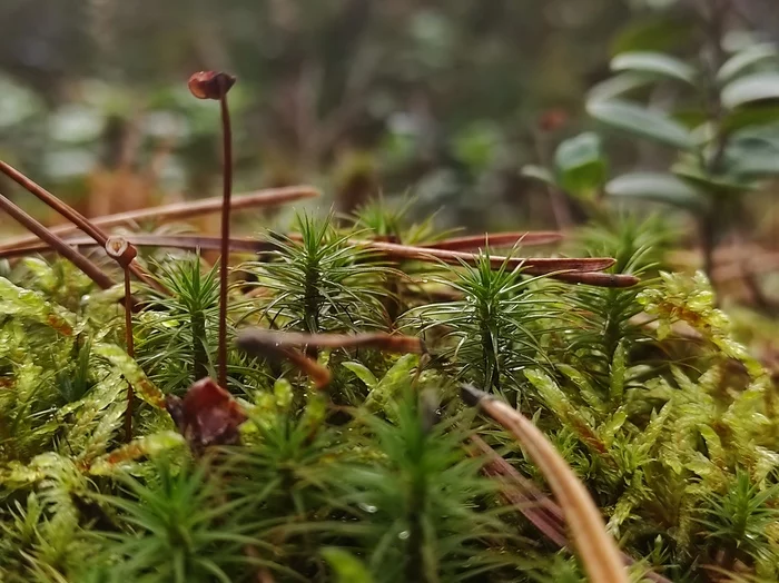 Until the snow fell - My, Mobile photography, Moss, Cranberry, Nature, Longpost