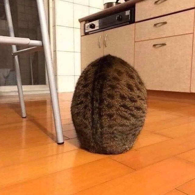 Ellipsoid - cat, Oval