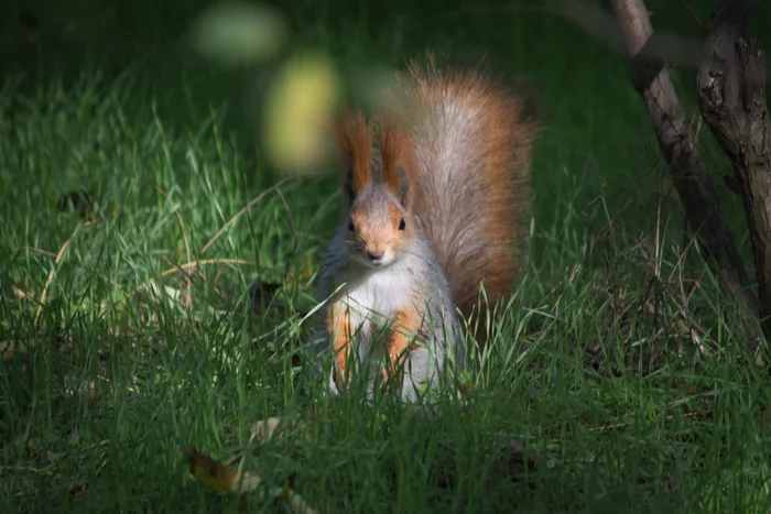 Autumn squirrel - My, Squirrel, Autumn, Walk, The park, The photo