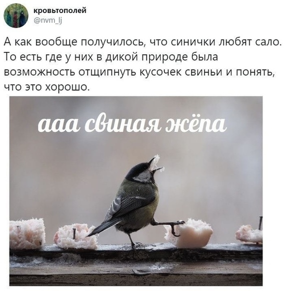 Angry birds