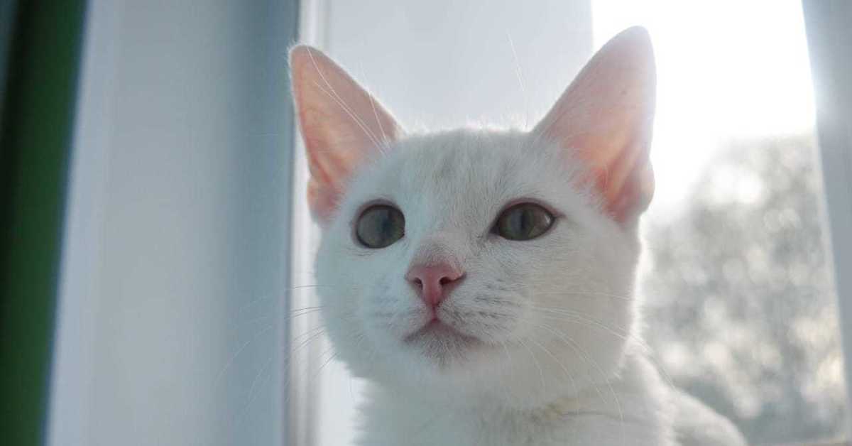 Коты холли