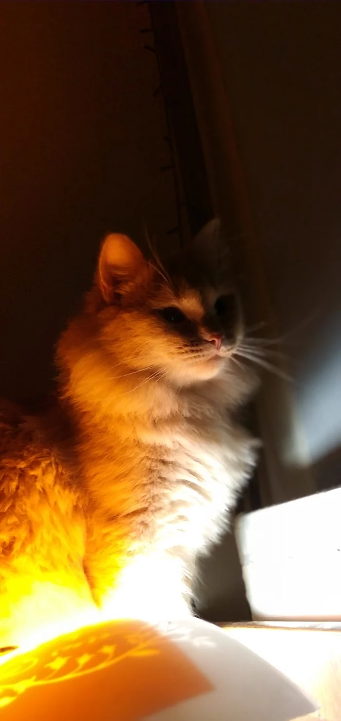 My cat lamp - My, cat, Лампа, Cat with lamp