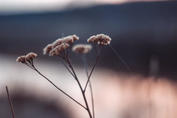 New hobby 2.0 - My, Macro photography, The photo, Its, Canon, Landscape, Beginning photographer, Desktop wallpaper, Photographer, , Lightroom, Photoshop, PHOTOSESSION, Bokeh, Nature, Guitar, Insects, Flowers, Autumn, Sunset, Longpost, cat