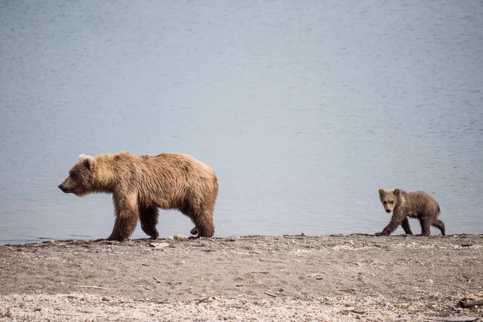 Together between heaven and earth... - The Bears, Teddy bears, Grizzly, Wild animals, Alaska, The national geographic, The photo, wildlife