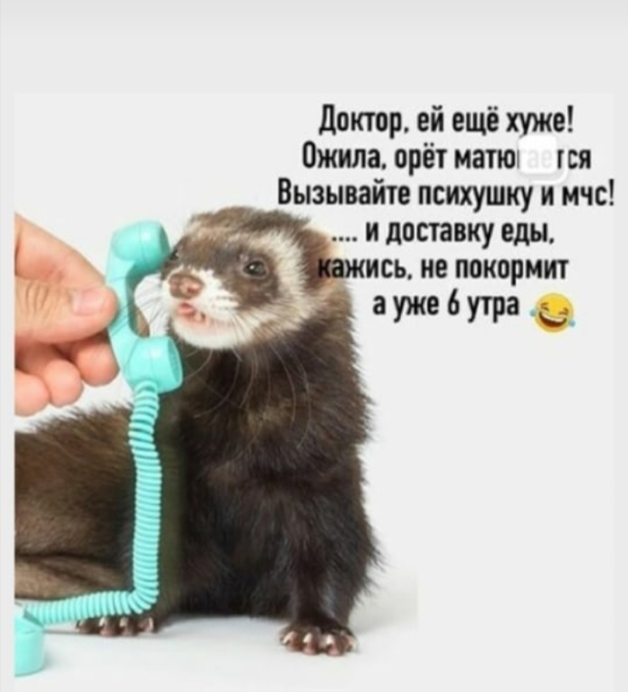 смешная история про хорька. Смотреть фото смешная история про хорька. Смотреть картинку смешная история про хорька. Картинка про смешная история про хорька. Фото смешная история про хорька