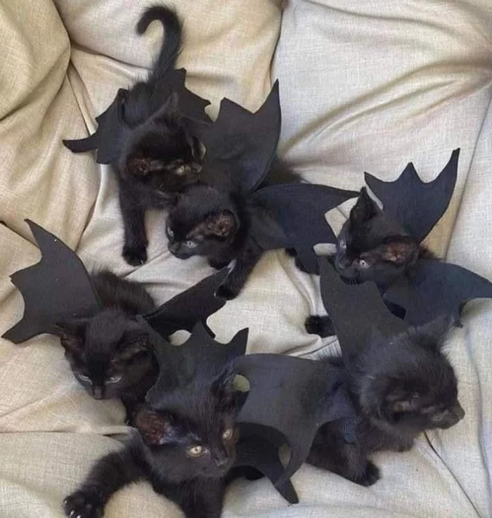 Catsmariki are ready for Halloween - cat, Halloween, Black cat, Kittens