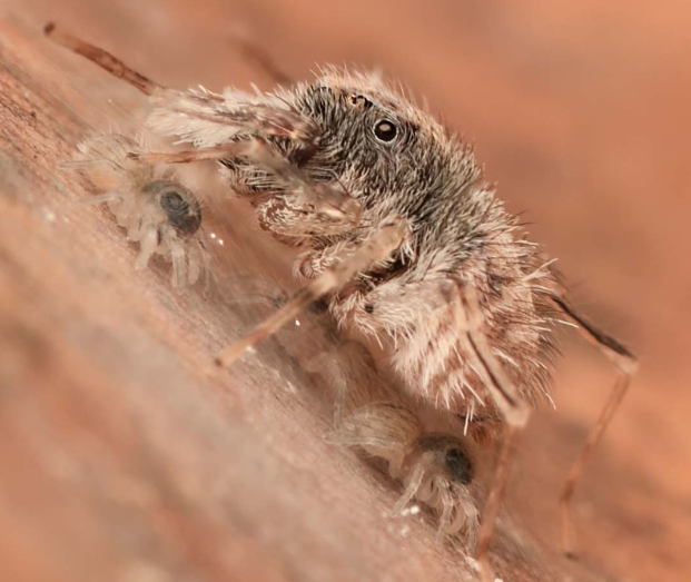 Lloth #29.3(Flip-flap) - Spider, Jumping spider, Young, Milota, Longpost