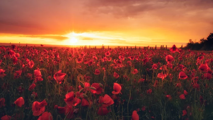 Poppy field after rain - My, The photo, Poppy, Sunset, Field, Poppy fields