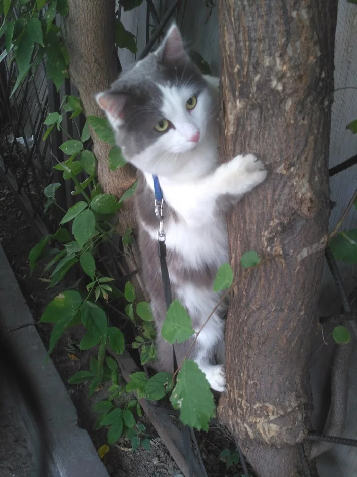 I sit high, I look far away - cat, Tree, Walk, Nature, Rock climbers, Longpost