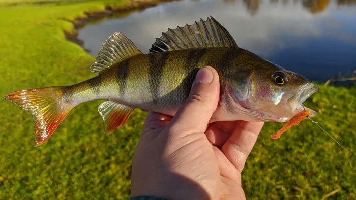 Perches on the outlet - My, Fishing, Perch, Spinning, Longpost