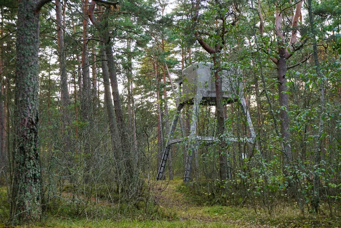 Autumn day in the Kokorevsky reserve. A strange eco-trail and fresh defensive structures on the shores of Lake Ladoga - My, Leningrad region, Eco-trail, The photo, Nature, Ladoga, Ladoga lake, Walk, Longpost, Travel across Russia, The nature of Russia