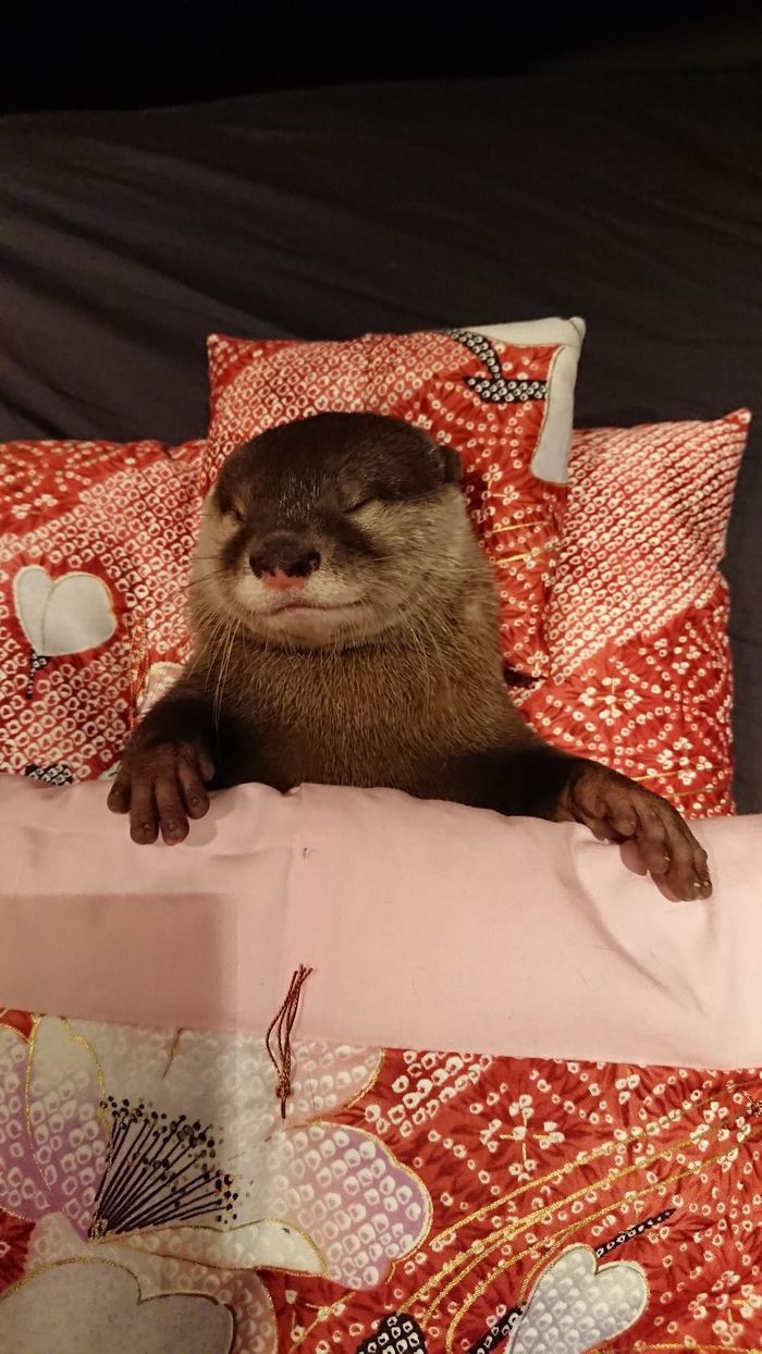 ���������� ������ ������)