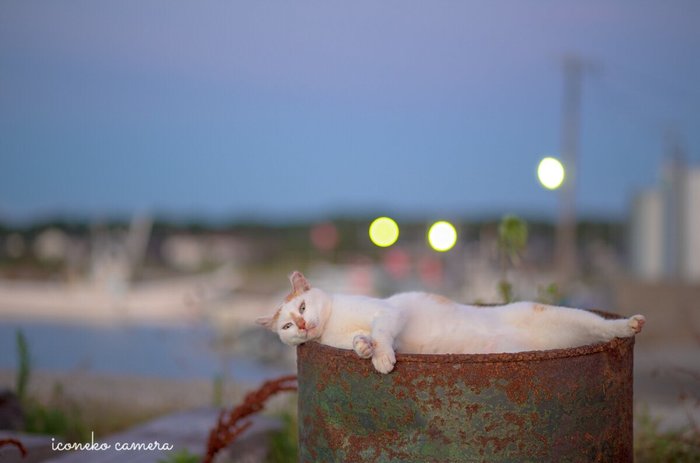 barrel cat - cat, Twitter, The photo, Barrel, Japan