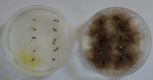 Study Finds Soil Fungi Most Important to Tropical Tree Seed Survival - Mycology, Mushrooms, Mycelium, Mycorrhiza, Longpost