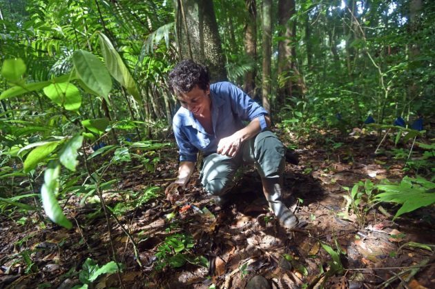 Study Finds Soil Fungi Most Important to Tropical Tree Seed Survival - Mycology, Mushrooms, Mycelium, Mycorrhiza, Longpost