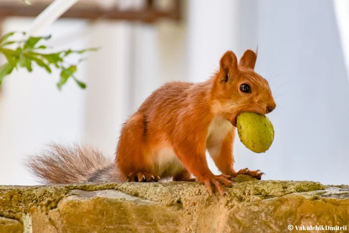 Crimean local - My, Animals, The photo, Squirrel, Crimea, Nature, Redheads