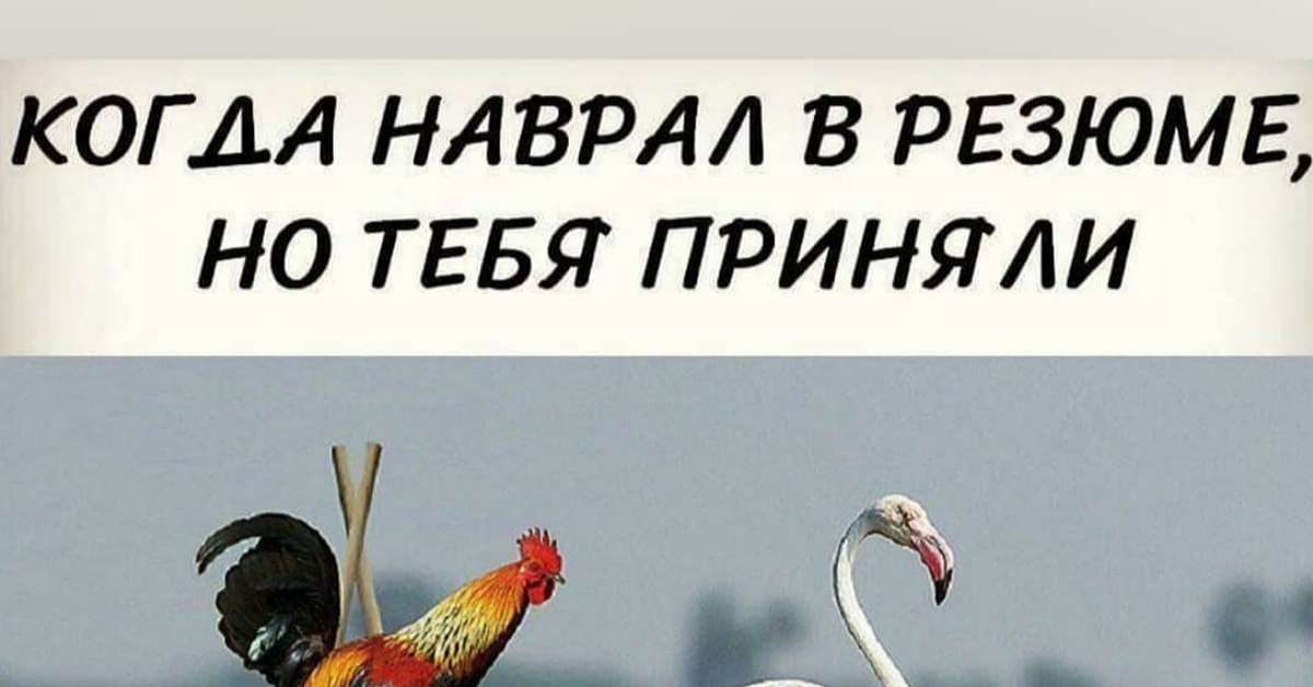 Все равно возьми. Когда наврал в резюме. Когда наврал в резюме и взяли на работу. Когда наврал в резюме но все равно взяли. Когда наврал в резюме но тебя все равно взяли на работу.