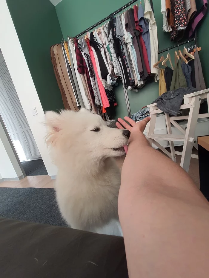 Reply to the post “The morning does not start with coffee” - My, Dog, Samoyed