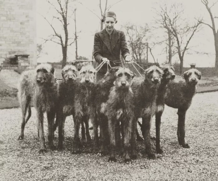 Unknown woman with deerhounds - Dog, Dogs and people, Dog breeds, Deerhound