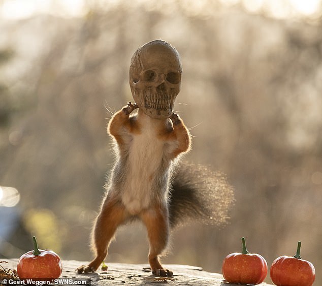 Halloween squirrel - Squirrel, Halloween, Milota, Longpost, The photo, Animals