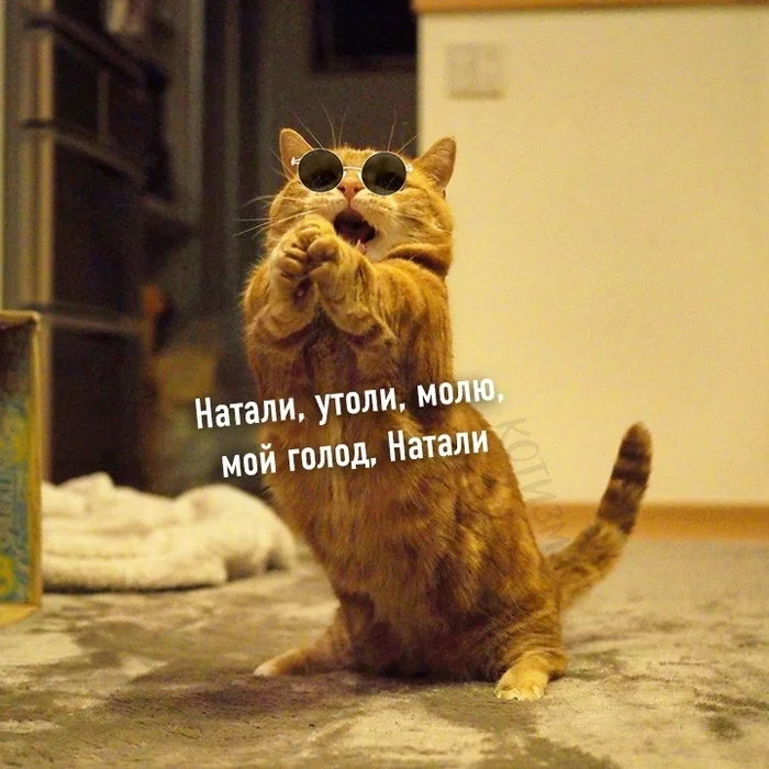 А теперь КотоЛепс Кот, Григорий Лепс, Длиннопост, Картинка с текстом