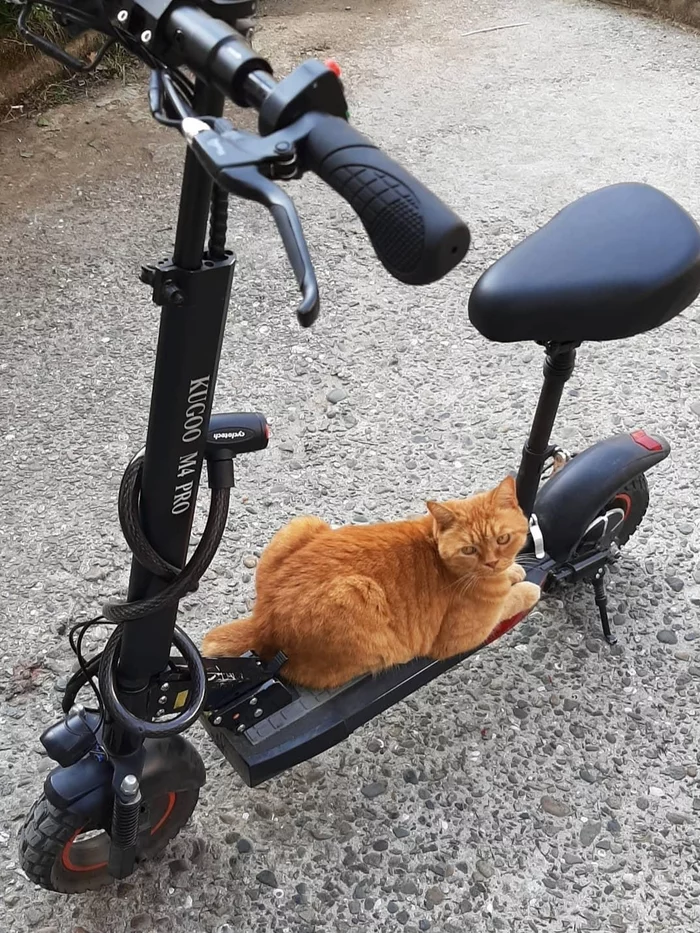 Cat of our time - My, cat, Electric scooter