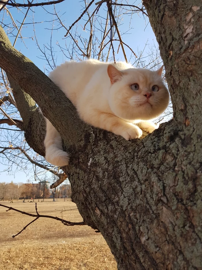 Cheek pouches are the hit of the season - My, cat, Funtik, Longpost