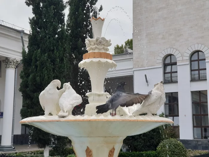 Dude, wake up! - My, Pigeon, Fountain, Simferopol