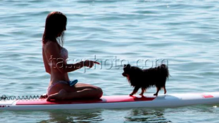 From 2021 in Russia it will be forbidden to come to the beach with animals and swim on sunbeds - news, Animals, Beach, New laws, Law
