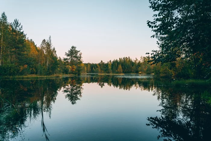 reflection of nature - My, Saint Petersburg, Leningrad region, Eco-trail, Nature, Lake, Reflection, Forest, The photo, , Landscape
