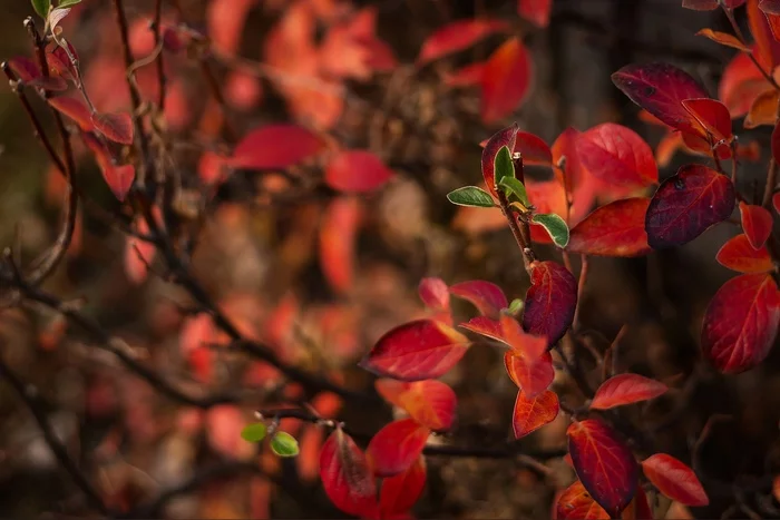 The red world has won - My, The photo, Nature, Autumn, Canon