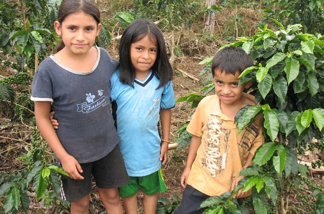 Variety of chocolate. Part four - My, Cocoa, Beans, Chocolate, Flavors, Longpost, Peru