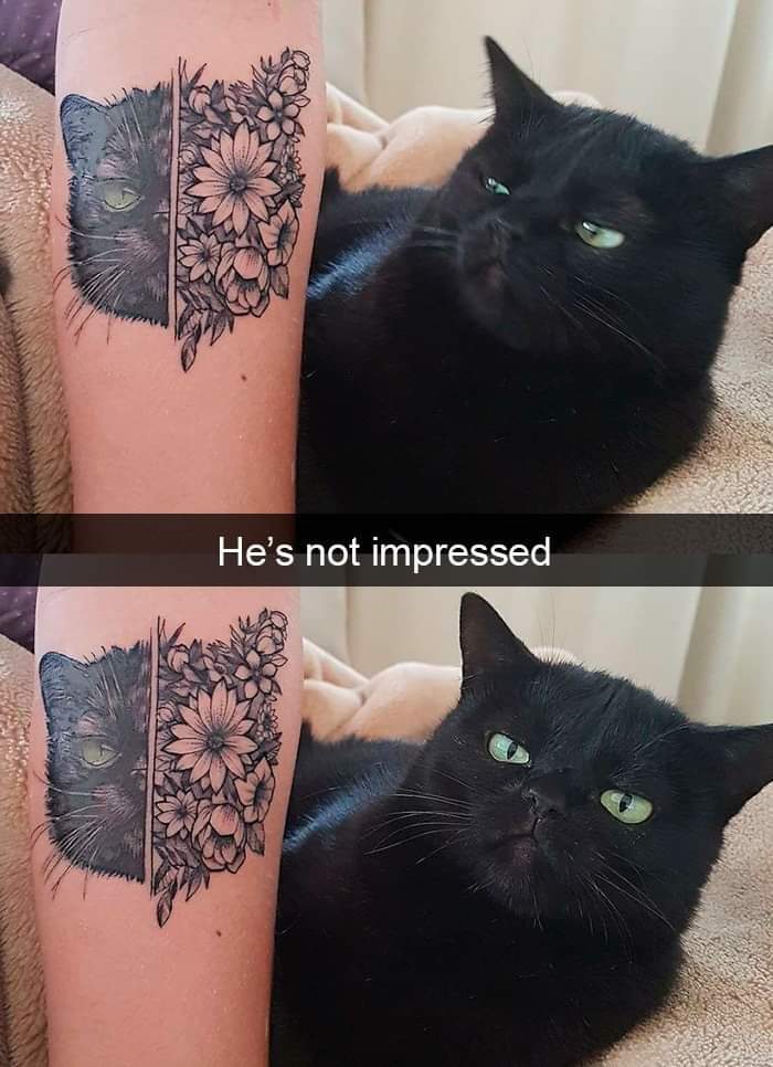 He's not impressed - cat, Tattoo