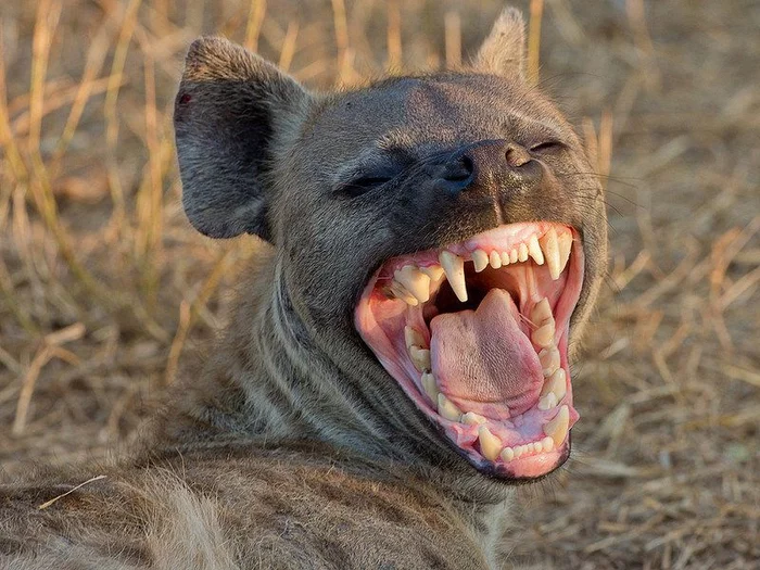 Beautiful spotted hyena! - Hyena, Spotted Hyena, Wild animals, The photo, From the network, To fall, Teeth, wildlife, Animals, Yawn