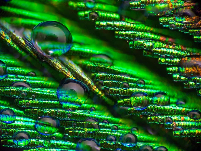 Wet chicken - My, Macro photography, Microfilming, Feather, Water, Peacock