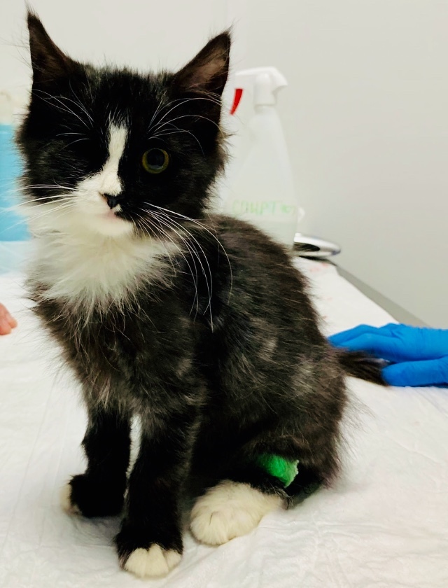 Continuation of the post “Our baby, for whom we have been fighting for the second week, has received tests. VIC. We don’t know what to do. There is no more strength - My, cat, Kittens, Homeless animals, Vet, Veterinary, Vic, Reply to post, Longpost, Negative