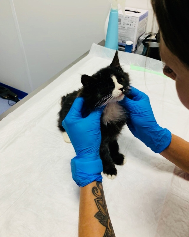 Continuation of the post “Our baby, for whom we have been fighting for the second week, has received tests. VIC. We don’t know what to do. There is no more strength - My, cat, Kittens, Homeless animals, Vet, Veterinary, Vic, Reply to post, Longpost, Negative