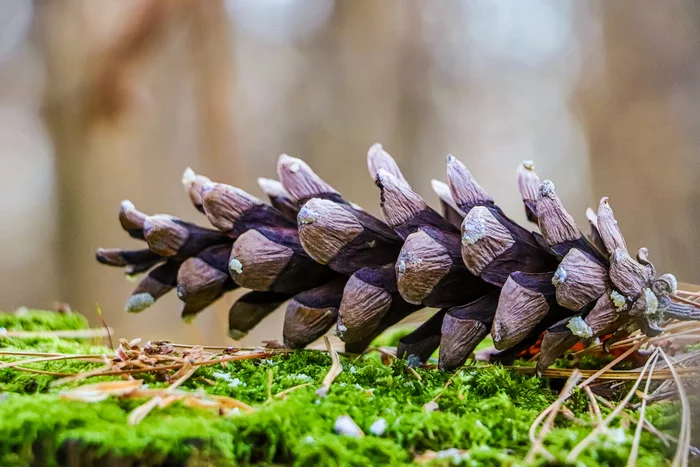 Autumn - My, The photo, Autumn, Cones, Longpost