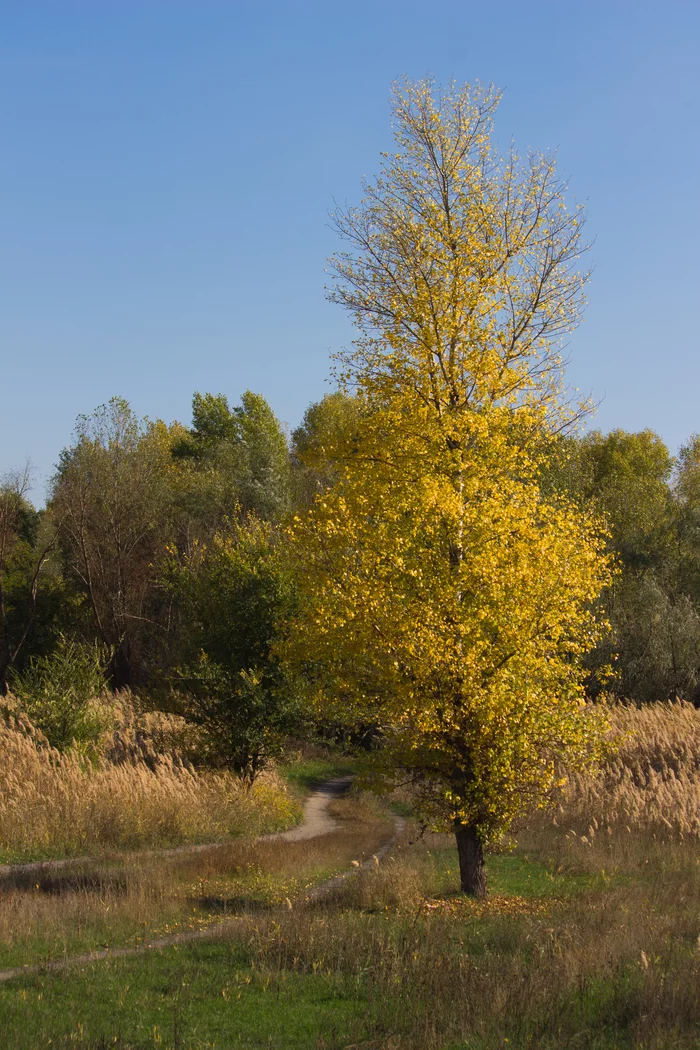 Autumn colors - My, Autumn, The photo, Nature, Indian summer, Longpost