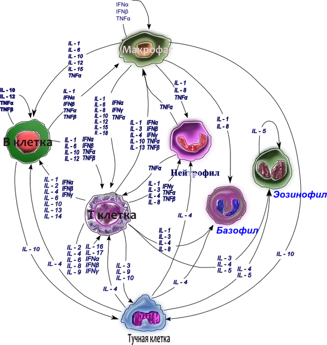 Our internal troops: chemical weapons - Immunity, Immunology, The medicine, Biology, Video, GIF, Longpost