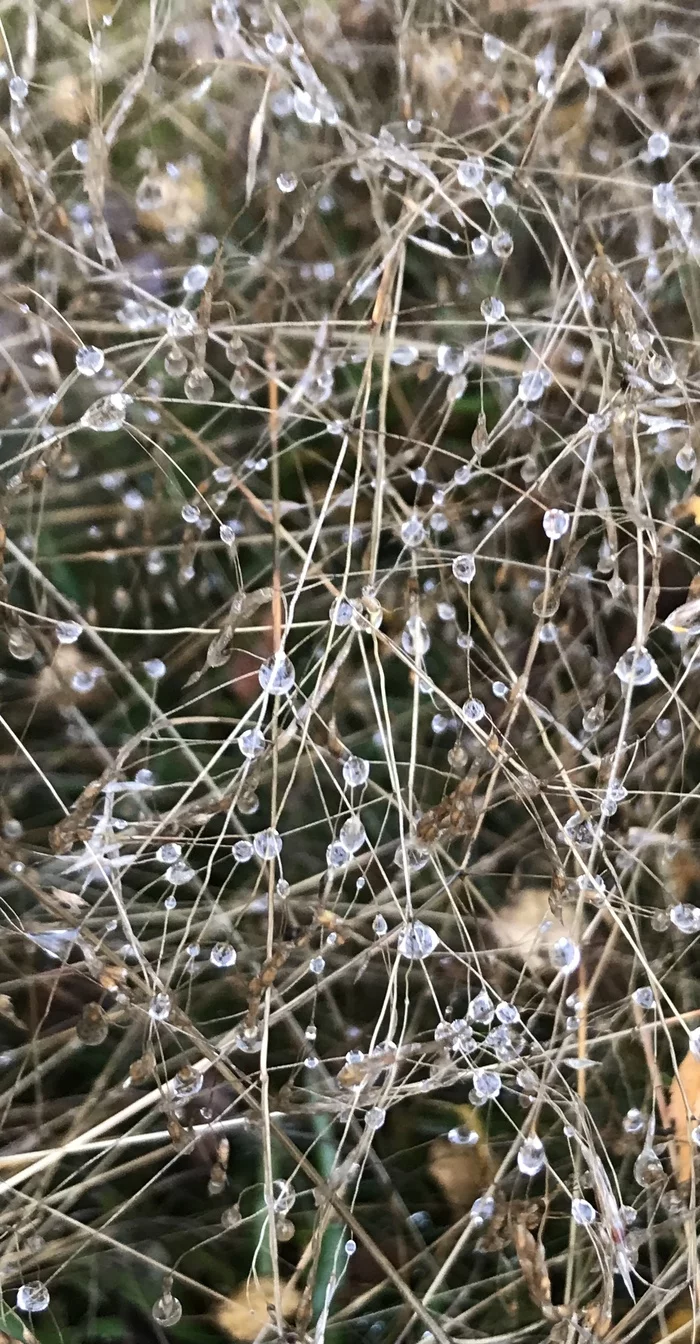 Droplets - My, After the rain, Autumn, Grass