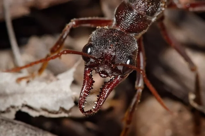 The most dangerous ants in the world - Ants, Insects, Longpost, Entomology, Myrmecology