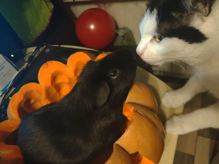 Why we love Halloween... - My, Halloween Contest, Guinea pig, Pets, Pumpkin, cat