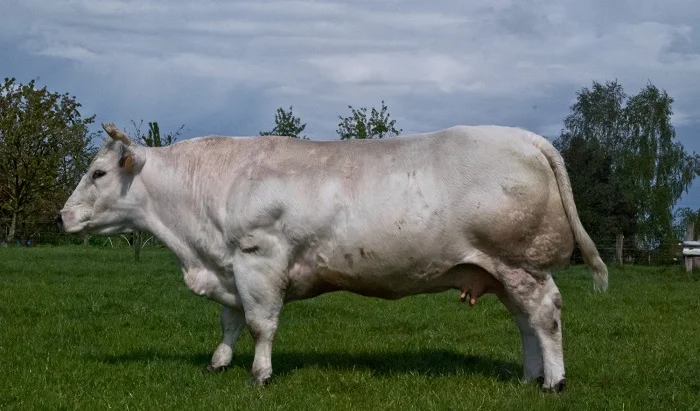 Belgian Blue: An entire breed of cows whose gene for controlling muscle mass has broken down - Cow, Pets, Belgium, Longpost