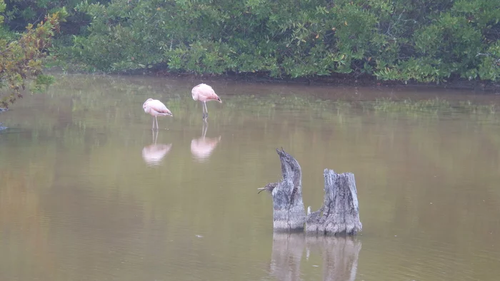 Latin American Checkmark - Isabella-Puerto-Ayora (31.10-1.01.2019) - My, Travels, Tourism, South America, Video, Longpost, Series Latin American Tick 20192020