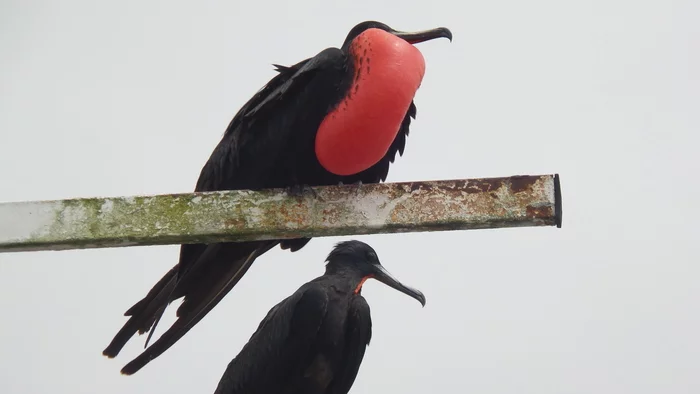 Latin American Checkmark - Isabella-Puerto-Ayora (31.10-1.01.2019) - My, Travels, Tourism, South America, Video, Longpost, Series Latin American Tick 20192020