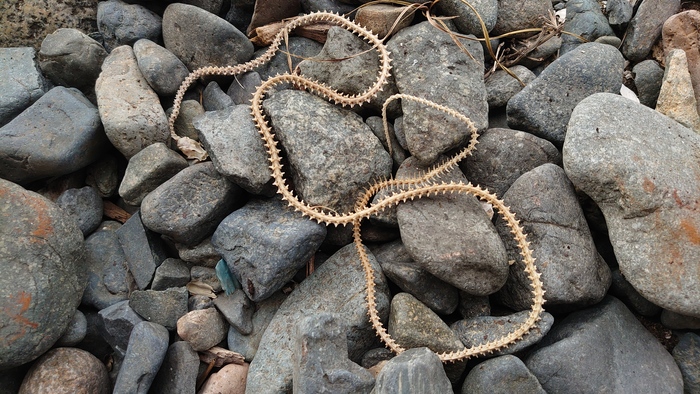 le serpent d ocean история