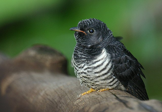 Feathered egoists - Birds, Cuckoo, Chick, Nest, Reproduction, Selfishness, The national geographic, Competition, Video, Longpost