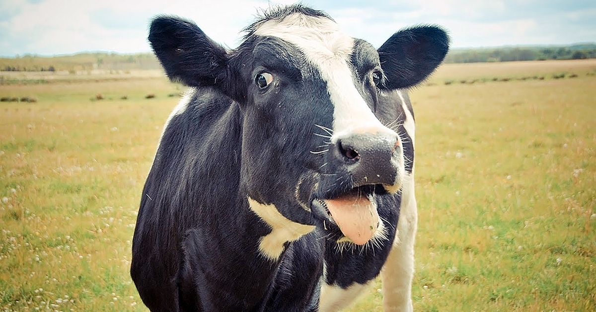 Быки и телки. Корова. Довольная корова. Корова улыбается. Прикольная корова.